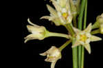 Gulf coast swallow-wort